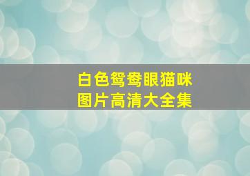 白色鸳鸯眼猫咪图片高清大全集