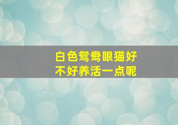 白色鸳鸯眼猫好不好养活一点呢