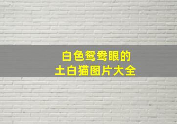 白色鸳鸯眼的土白猫图片大全