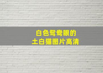 白色鸳鸯眼的土白猫图片高清