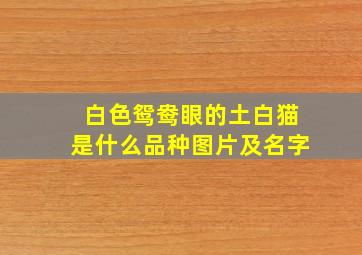 白色鸳鸯眼的土白猫是什么品种图片及名字