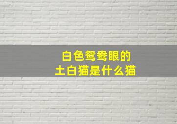 白色鸳鸯眼的土白猫是什么猫