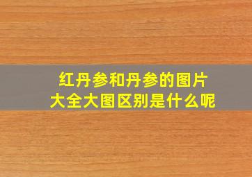 红丹参和丹参的图片大全大图区别是什么呢