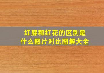 红藤和红花的区别是什么图片对比图解大全