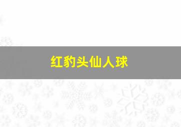 红豹头仙人球