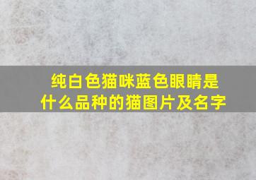 纯白色猫咪蓝色眼睛是什么品种的猫图片及名字