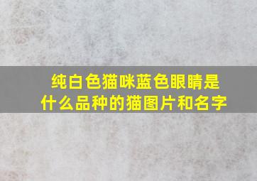 纯白色猫咪蓝色眼睛是什么品种的猫图片和名字