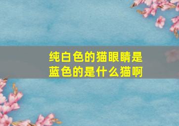 纯白色的猫眼睛是蓝色的是什么猫啊