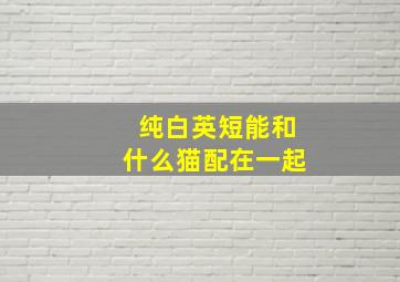 纯白英短能和什么猫配在一起