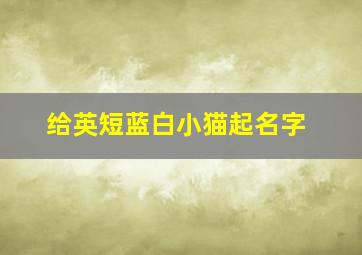 给英短蓝白小猫起名字