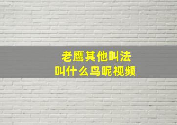 老鹰其他叫法叫什么鸟呢视频