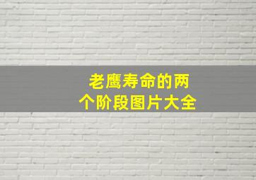 老鹰寿命的两个阶段图片大全