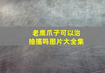 老鹰爪子可以治抽搐吗图片大全集