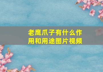 老鹰爪子有什么作用和用途图片视频