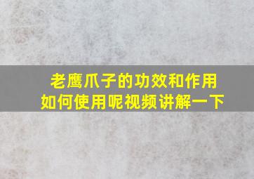 老鹰爪子的功效和作用如何使用呢视频讲解一下