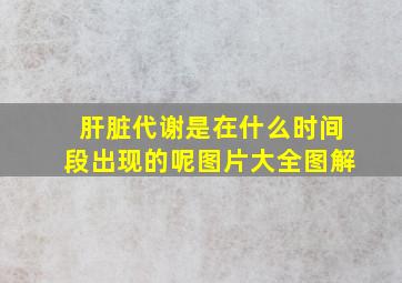 肝脏代谢是在什么时间段出现的呢图片大全图解