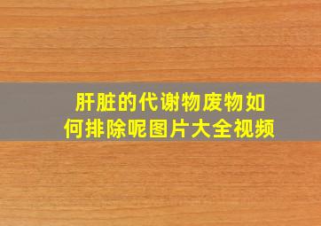 肝脏的代谢物废物如何排除呢图片大全视频