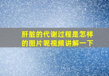 肝脏的代谢过程是怎样的图片呢视频讲解一下