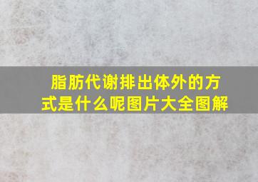 脂肪代谢排出体外的方式是什么呢图片大全图解