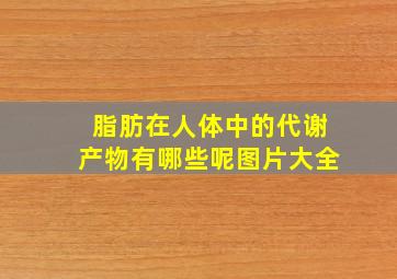 脂肪在人体中的代谢产物有哪些呢图片大全