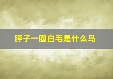 脖子一圈白毛是什么鸟