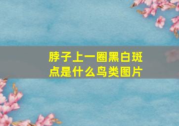 脖子上一圈黑白斑点是什么鸟类图片