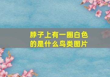 脖子上有一圈白色的是什么鸟类图片