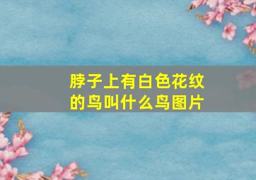 脖子上有白色花纹的鸟叫什么鸟图片