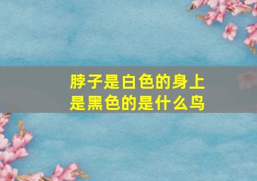 脖子是白色的身上是黑色的是什么鸟