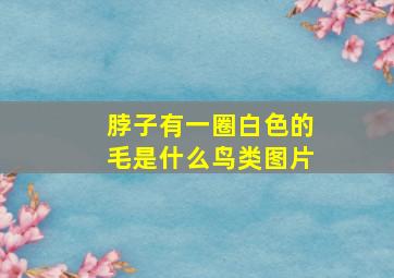 脖子有一圈白色的毛是什么鸟类图片