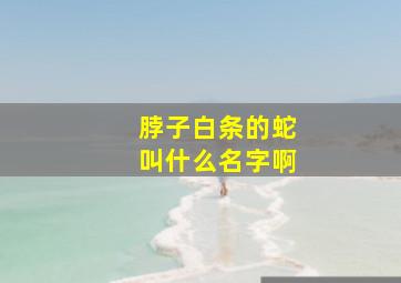 脖子白条的蛇叫什么名字啊