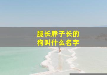 腿长脖子长的狗叫什么名字