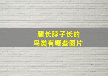 腿长脖子长的鸟类有哪些图片