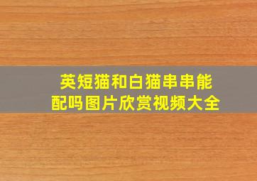 英短猫和白猫串串能配吗图片欣赏视频大全