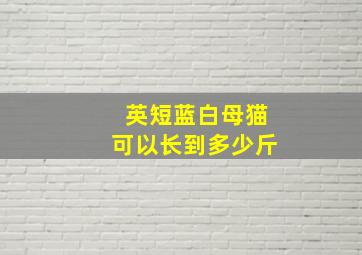 英短蓝白母猫可以长到多少斤