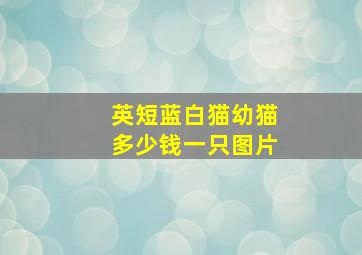 英短蓝白猫幼猫多少钱一只图片