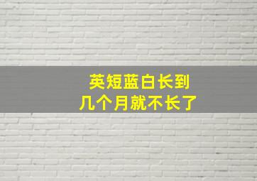 英短蓝白长到几个月就不长了