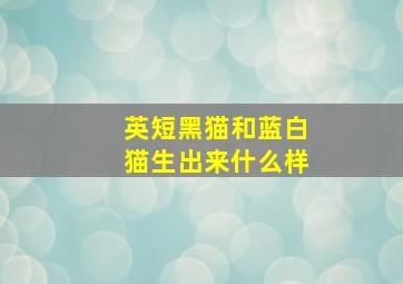 英短黑猫和蓝白猫生出来什么样