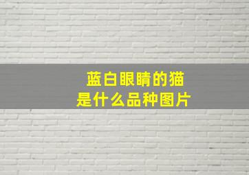 蓝白眼睛的猫是什么品种图片