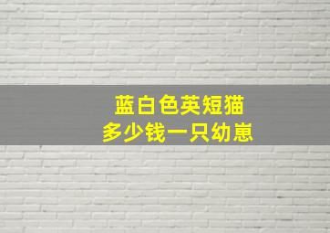 蓝白色英短猫多少钱一只幼崽