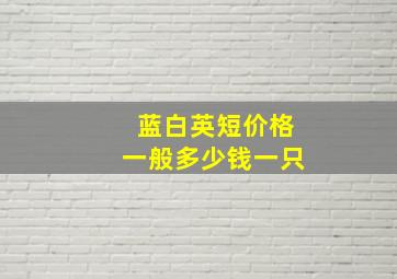 蓝白英短价格一般多少钱一只