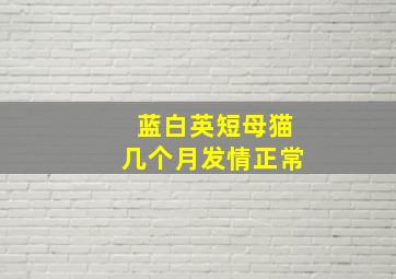 蓝白英短母猫几个月发情正常