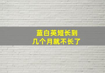 蓝白英短长到几个月就不长了