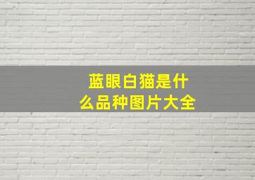 蓝眼白猫是什么品种图片大全