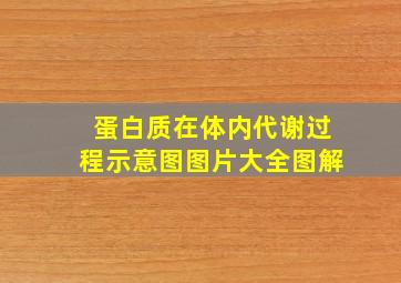 蛋白质在体内代谢过程示意图图片大全图解