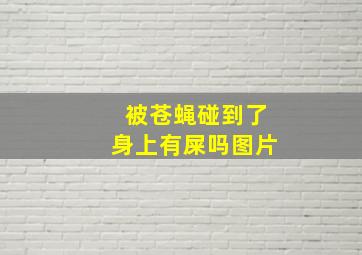 被苍蝇碰到了身上有屎吗图片