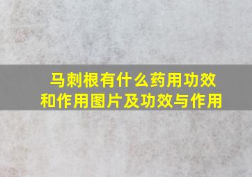 马刺根有什么药用功效和作用图片及功效与作用