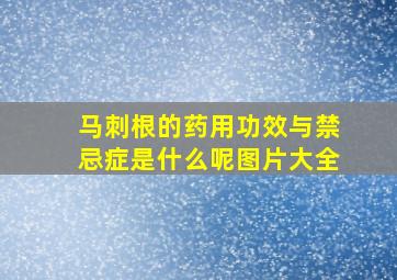 马刺根的药用功效与禁忌症是什么呢图片大全