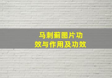 马刺蓟图片功效与作用及功效