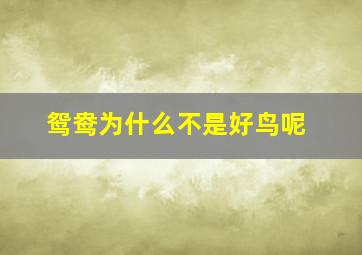 鸳鸯为什么不是好鸟呢